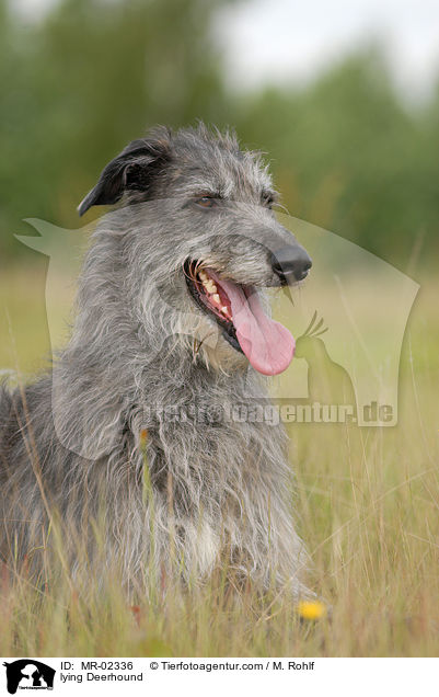 liegender Deerhound / lying Deerhound / MR-02336