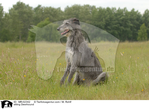 sitzender Deerhound / sitting Deerhound / MR-02342