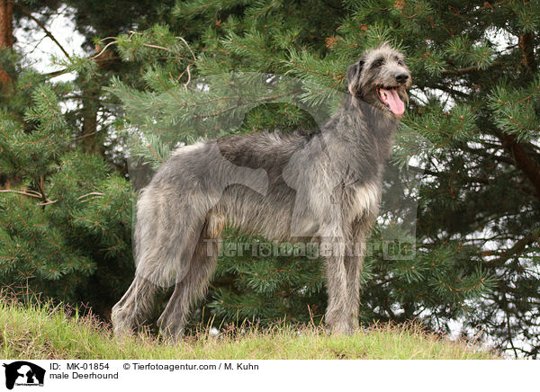 Deerhound Rde / male Deerhound / MK-01854