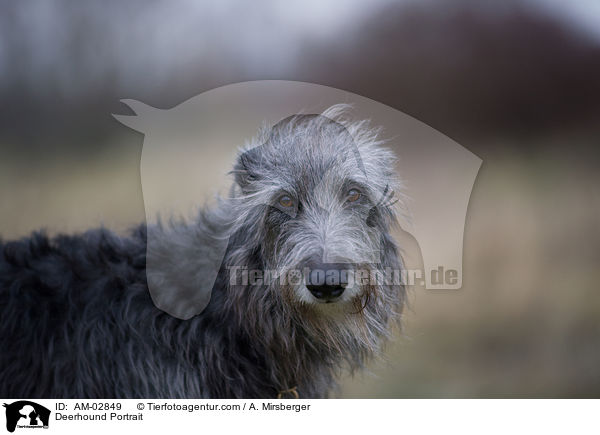 Deerhound Portrait / Deerhound Portrait / AM-02849