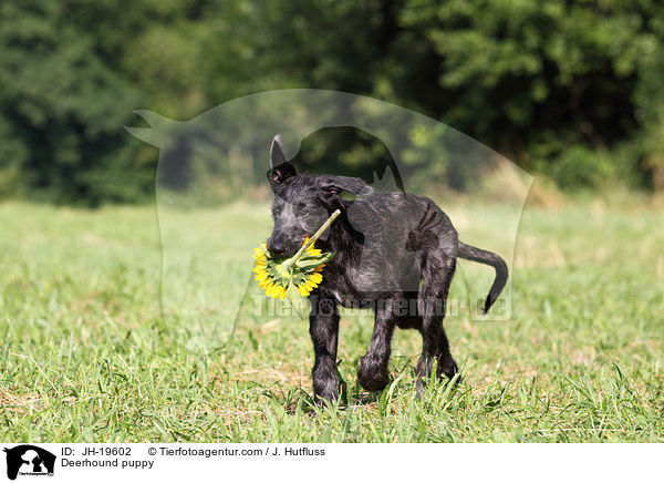 Deerhound puppy / JH-19602