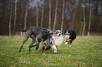 playing dogs