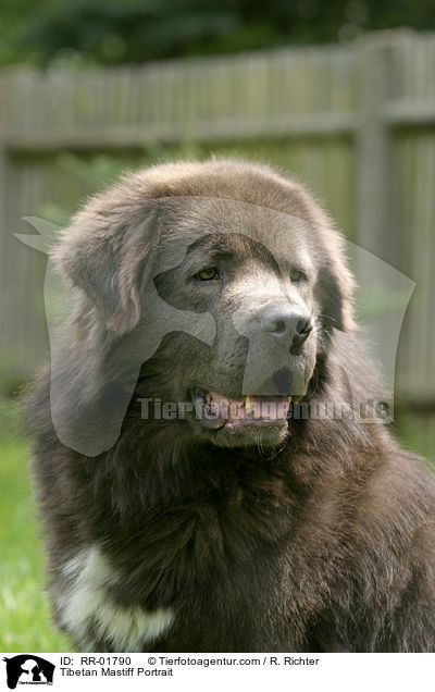 Do Khyi / Tibetan Mastiff Portrait / RR-01790