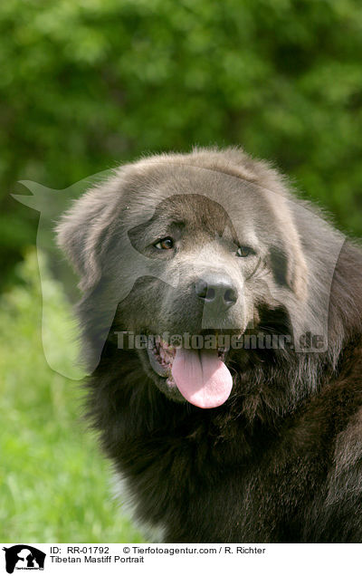 Do Khyi / Tibetan Mastiff Portrait / RR-01792