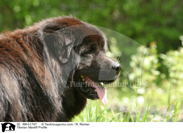 Do Khyi Profil / Tibetan Mastiff Profile / RR-01797