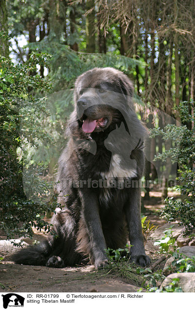sitting Tibetan Mastiff / RR-01799