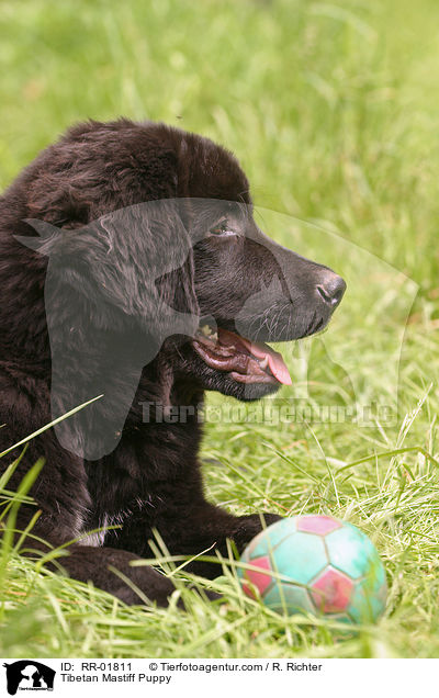Do Khyi Welpe / Tibetan Mastiff Puppy / RR-01811