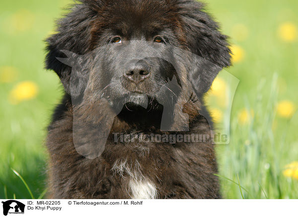 Do Khyi Puppy / MR-02205