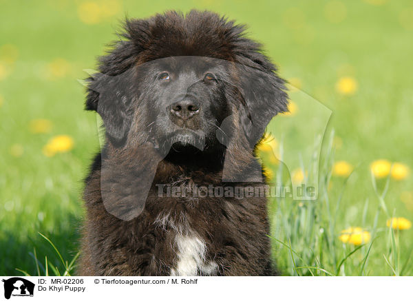 Do Khyi Welpe / Do Khyi Puppy / MR-02206