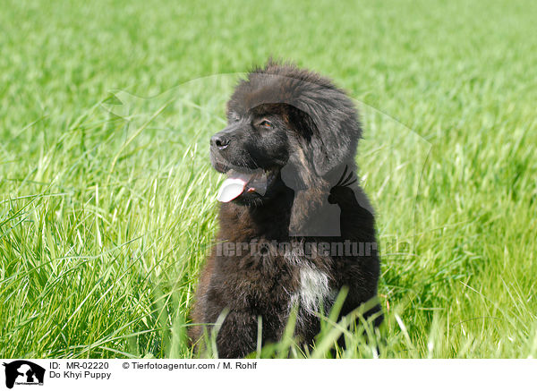 Do Khyi Puppy / MR-02220