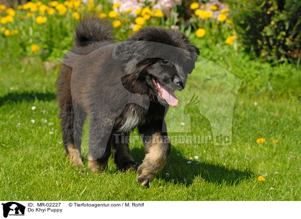Do Khyi Puppy / MR-02227