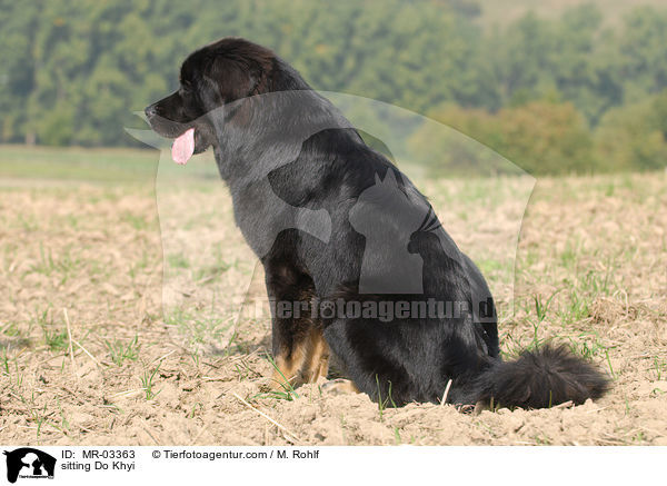 sitting Do Khyi / MR-03363