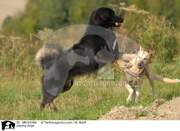 spielende Hunde / playing dogs / MR-03386