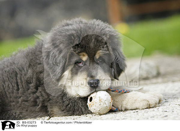 Do Khyi puppy / BS-03273
