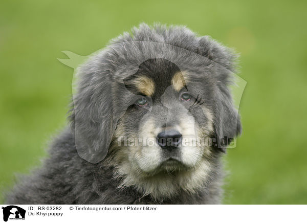 Do Khyi puppy / BS-03282