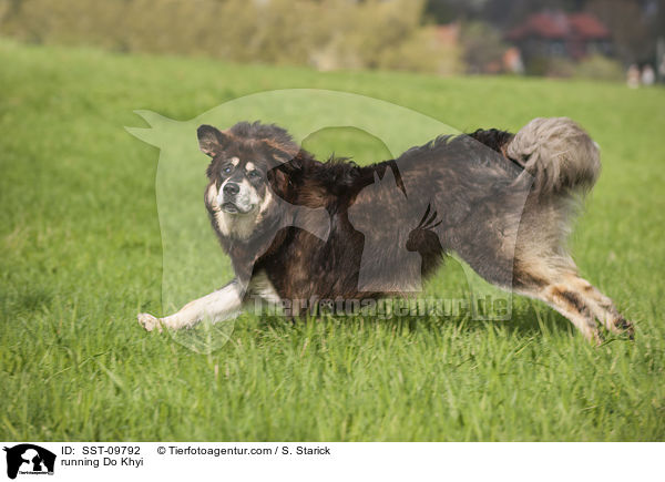 rennender Do Khyi / running Do Khyi / SST-09792