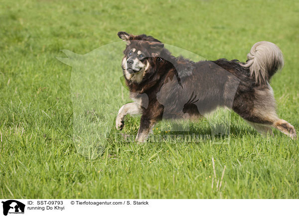 running Do Khyi / SST-09793