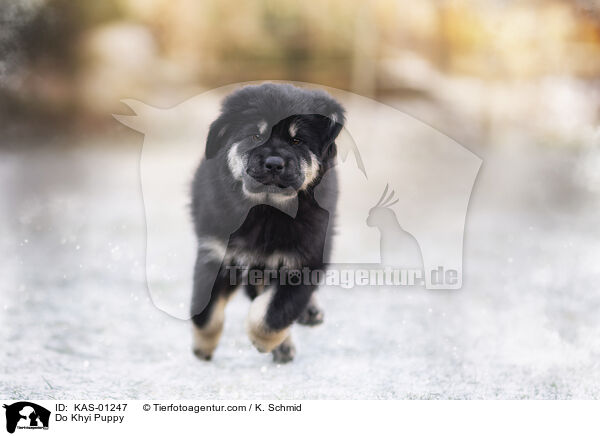 Do Khyi Puppy / KAS-01247