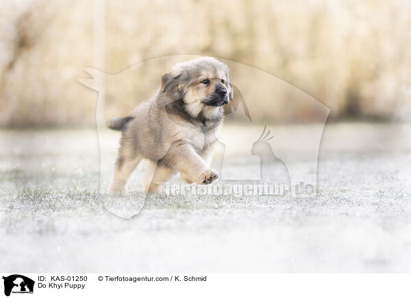 Do Khyi Puppy / KAS-01250