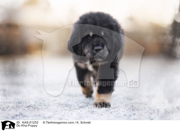 Do Khyi Puppy / KAS-01252