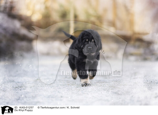 Do Khyi Welpe / Do Khyi Puppy / KAS-01257