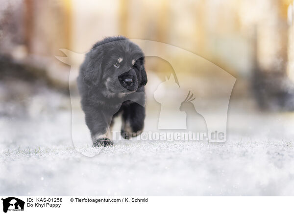 Do Khyi Welpe / Do Khyi Puppy / KAS-01258