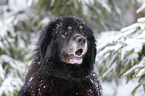Do Khyi Portrait