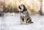 Do Khyi Puppy