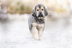 Do Khyi Puppy
