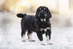 Do Khyi Puppy