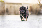 Do Khyi Puppy
