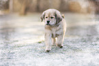 Do Khyi Puppy