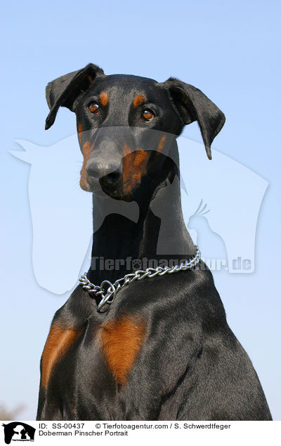 Dobermann Portrait / Doberman Pinscher Portrait / SS-00437