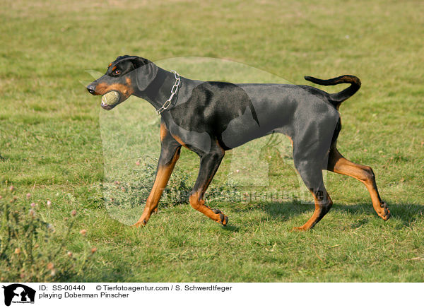 spielender Dobermann / playing Doberman Pinscher / SS-00440