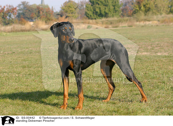 stehender Dobermann / standing Doberman Pinscher / SS-00442