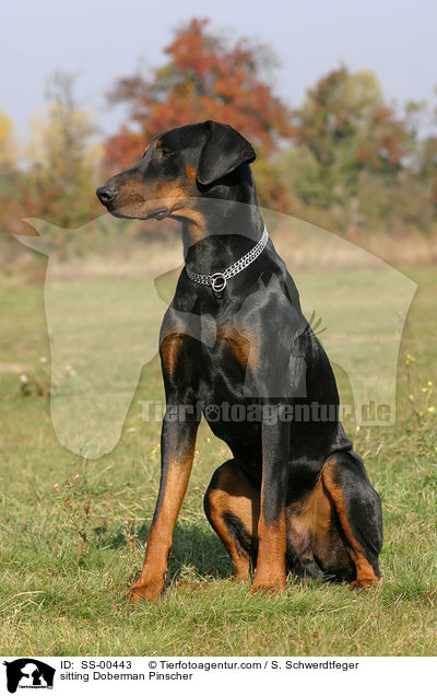 sitzender Dobermann / sitting Doberman Pinscher / SS-00443