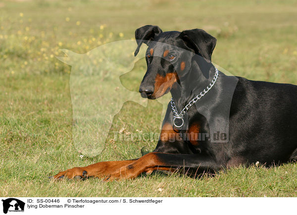 liegender Dobermann / lying Doberman Pinscher / SS-00446