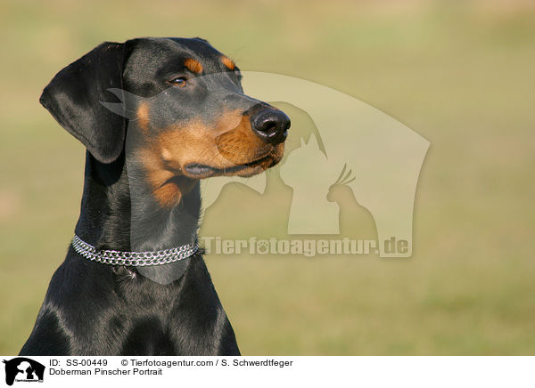 Dobermann Portrait / Doberman Pinscher Portrait / SS-00449
