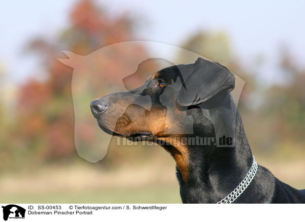 Dobermann Portrait / Doberman Pinscher Portrait / SS-00453