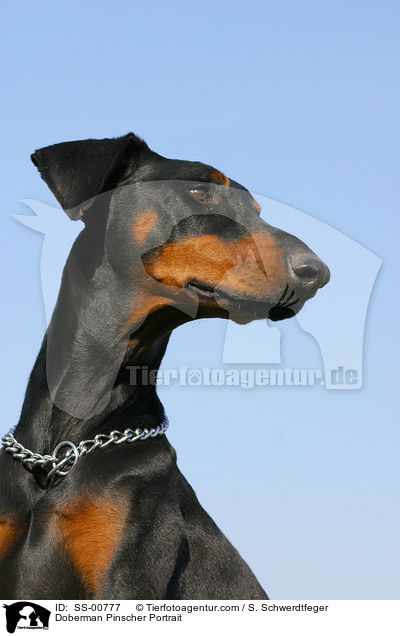 Dobermann Portrait / Doberman Pinscher Portrait / SS-00777