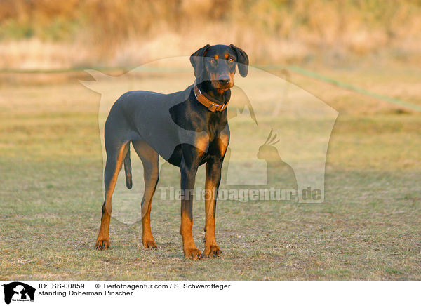 stehender Dobermann / standing Doberman Pinscher / SS-00859