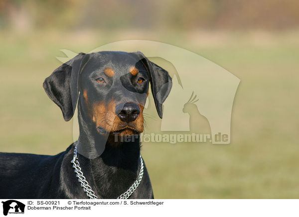 Dobermann Portrait / Doberman Pinscher Portrait / SS-00921