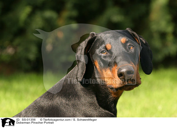Dobermann Portrait / Doberman Pinscher Portrait / SS-01356