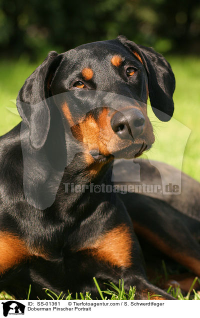 Dobermann Portrait / Doberman Pinscher Portrait / SS-01361