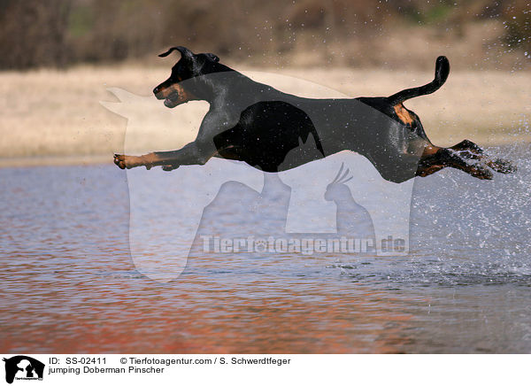 jumping Doberman Pinscher / SS-02411