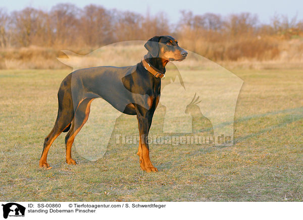stehender Dobermann / standing Doberman Pinscher / SS-00860