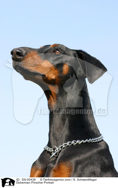 Dobermann Portrait / Doberman Pinscher Portrait / SS-00438