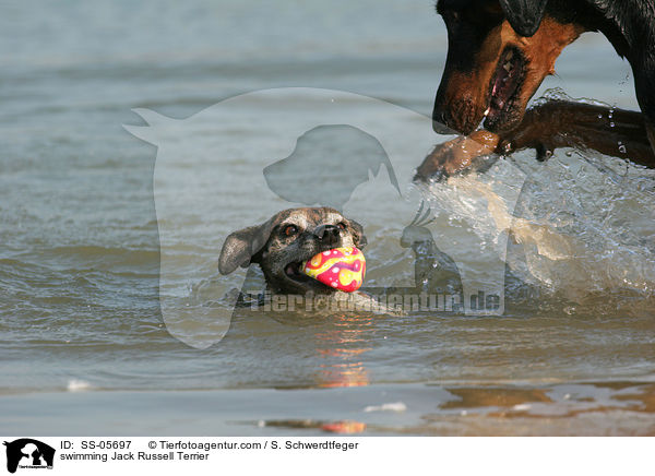 schwimmender Jack Russell Terrier / swimming Jack Russell Terrier / SS-05697