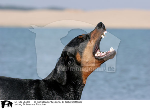 bellender Dobermann / barking Doberman Pinscher / SS-05885