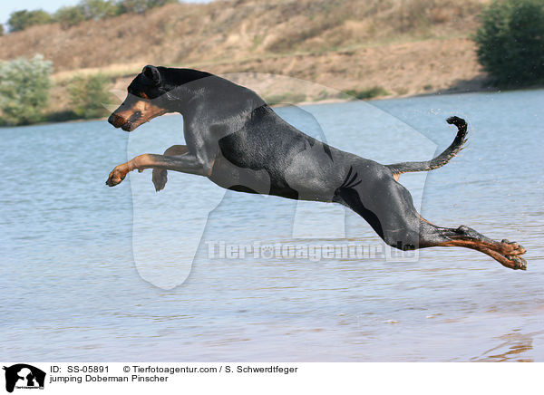 jumping Doberman Pinscher / SS-05891